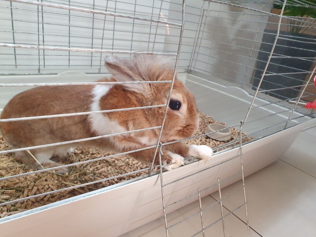 Oddam dorosłego królika miniaturkę.