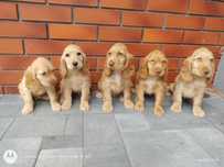 Cocker spaniel angielski suczka
