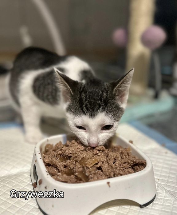 Ogonek, Halinka i Grzyweczka szukają swoich ludzi.