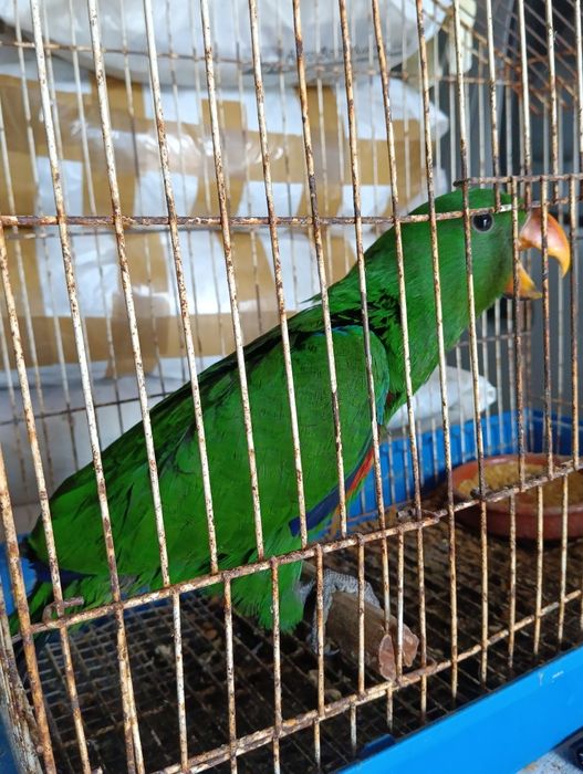 Papagaios ECLETUS para venda