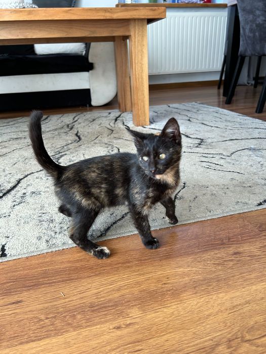 Oddam młodą kotkę