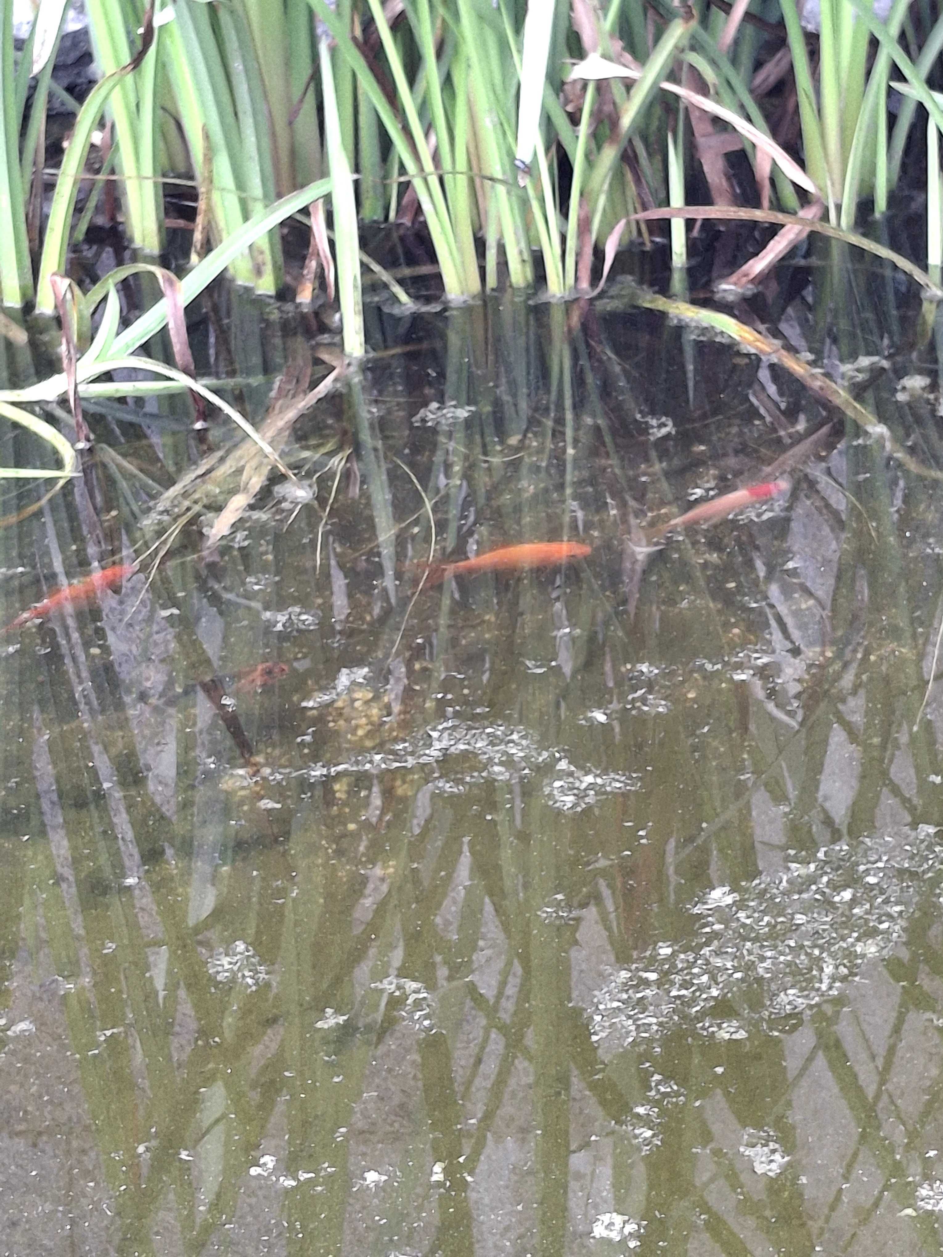 Peixes de lago e aquário