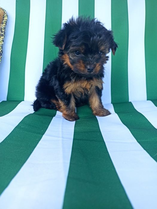 Йорік малюк хлопчик