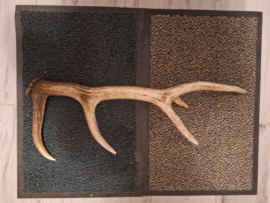 Poroże zrzut jelenia.