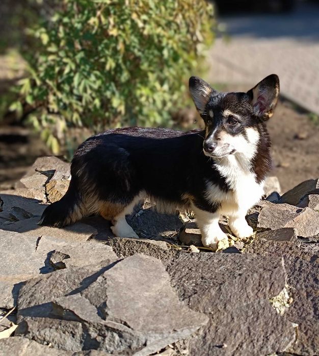 Триколорна дівчинка коргі пемброк