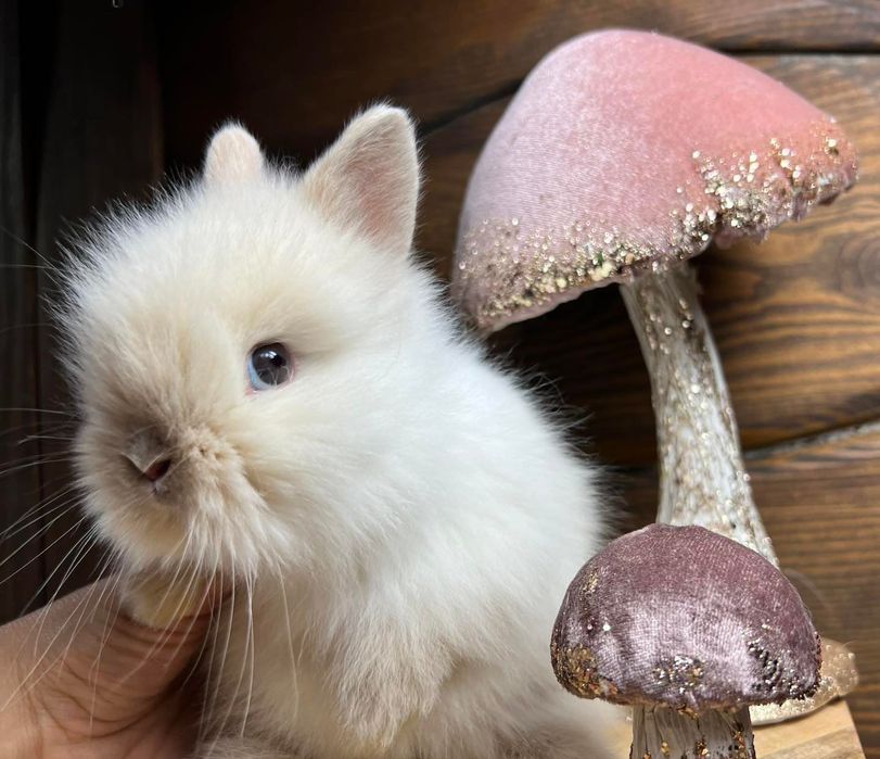 Mini lop karzełek teddy