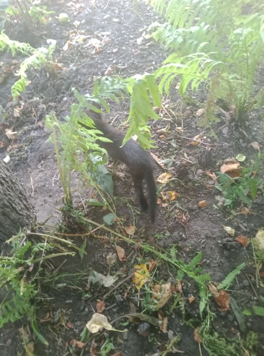 Віддам даром кошеняток,яким два місяці від народження.