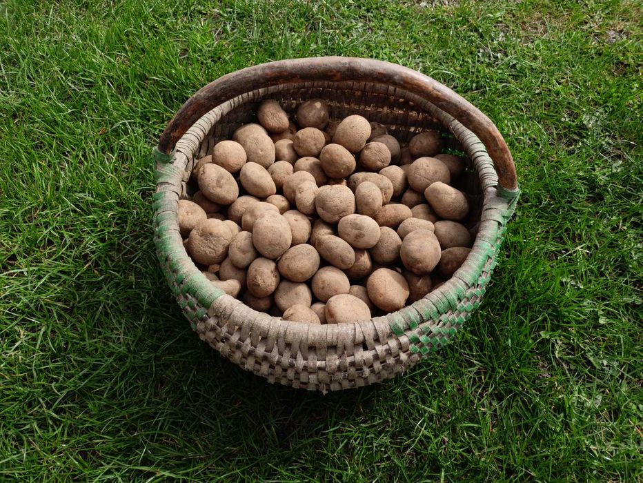 Sadzeniaki ziemniaka Vineta Puck 1zł/kg