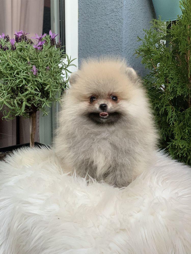 Pomeranian Szpic Miniaturowy sunia FCI