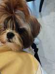 Shih tzu urzekający super piesek