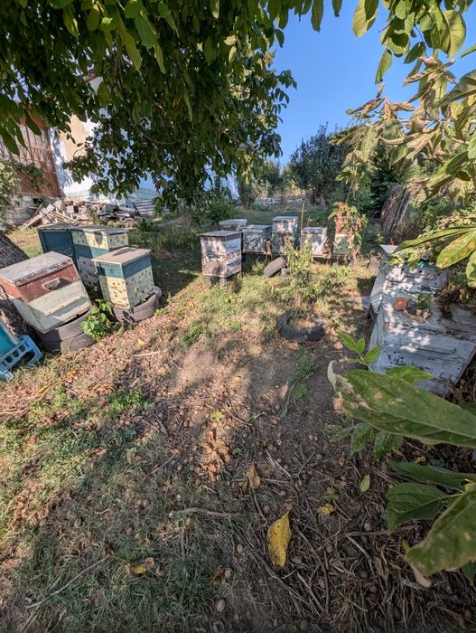 Продам пасіку вулики,
