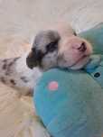 **NICKO**Welsh Corgi Cardigan piesek do rezerwacji