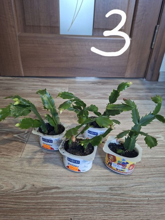 Квіти, шлюмбергера, різдвяник