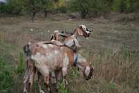 Молоко козье, Англо-нубийские козы, Альпийские козы