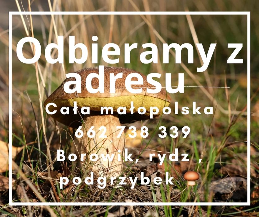 Grzyby skup runa lesnego rydz borowik malopolska