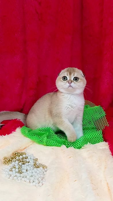 Шикарная вислоухая девочка золотая шиншилла