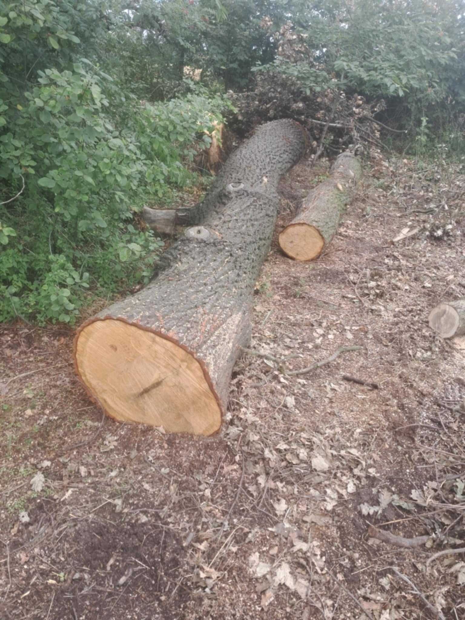 Kłody Dębowe sprzedam