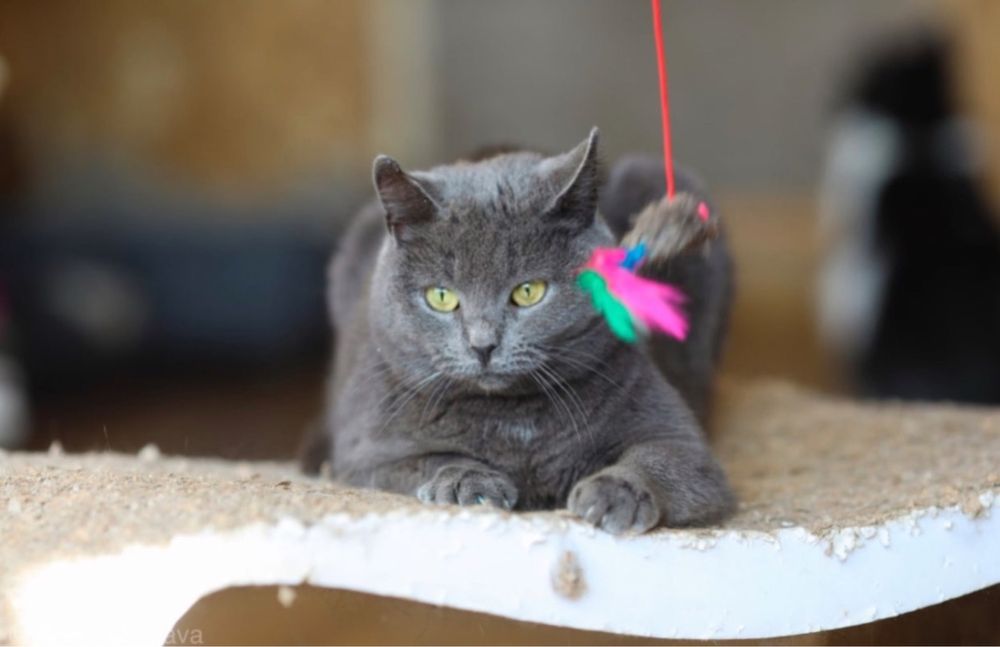 Кошка Хвиля, 3 года., лапочка-кошка, кошечка