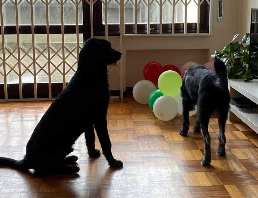 Adoção cãeszinhos amáveis