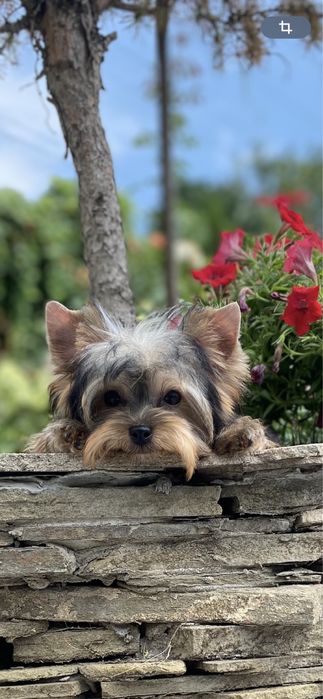 Красивая милая девочка  5 месяцев мини