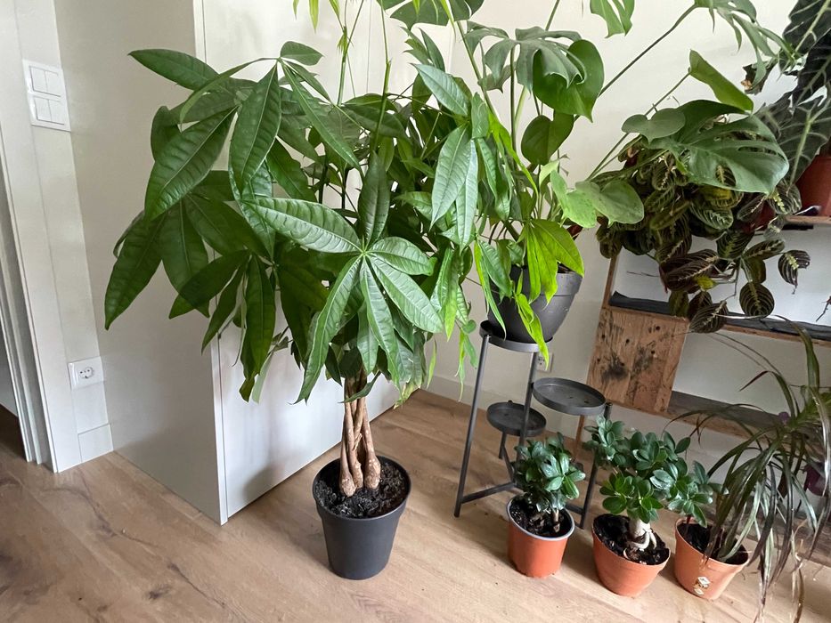 Coleção de Plantas de Interior – Todas por 200€ (Braga)