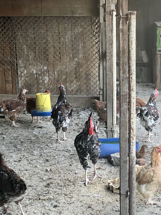 Молоді півні та річні курочки лівенська ситцева