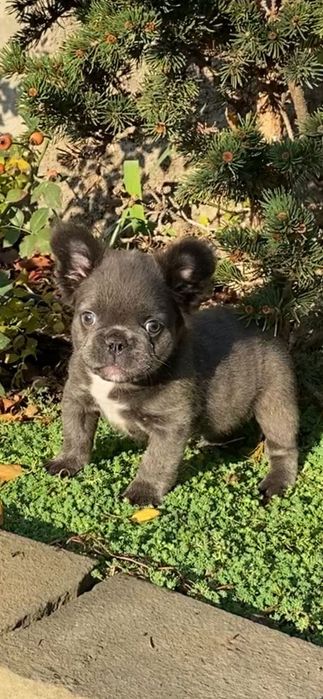 Хлопчик бульдог французький