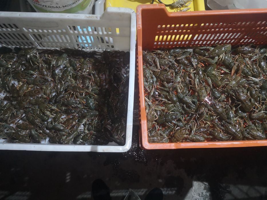 Продам живі раки