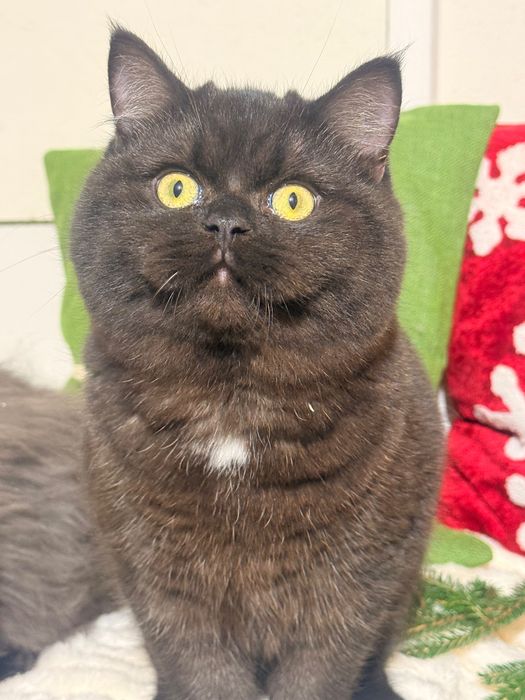 Czekoladowa dziewczynka piękność FPL FIFe