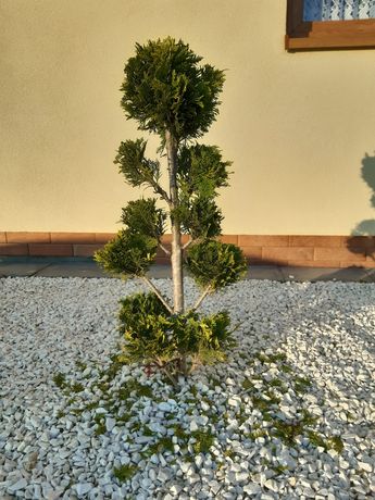Drzewko Bonsai - Świerk Cyprys