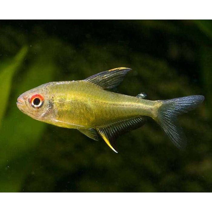 Hyphessobrycon pulchripinnis – Bystrzyk pięknopłetwy Cytrynka WYSYŁKA