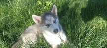 Piękny Piesek husky