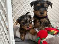 Yorkshire Terrier- szczeniaczki