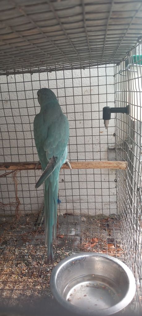 Ring neck femea azul 2025