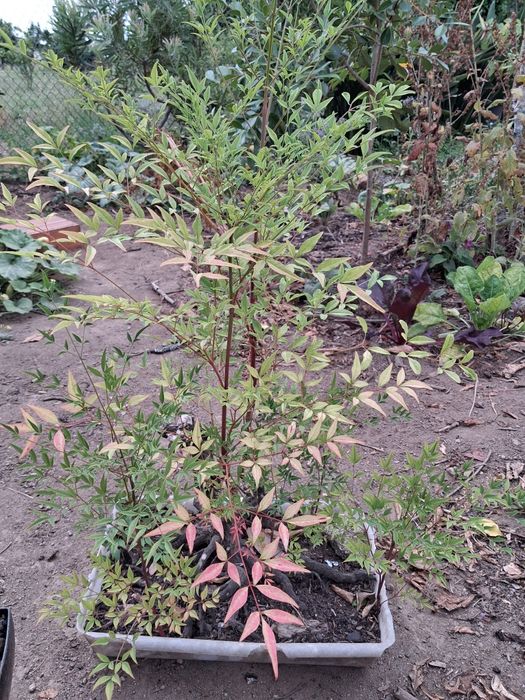 Nandina Doméstica