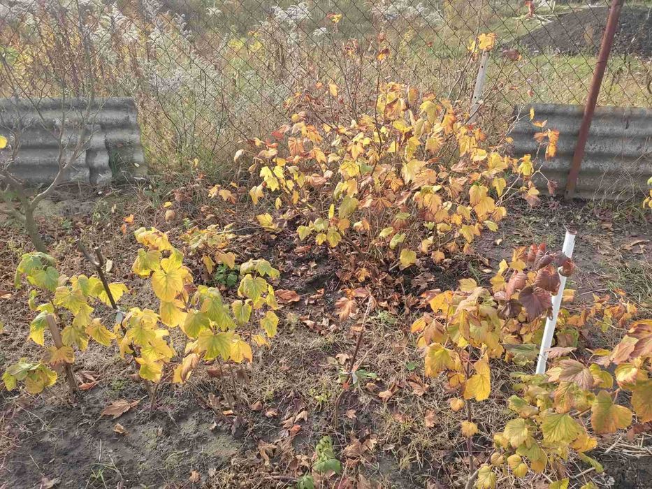 Саджанці сортової смородини