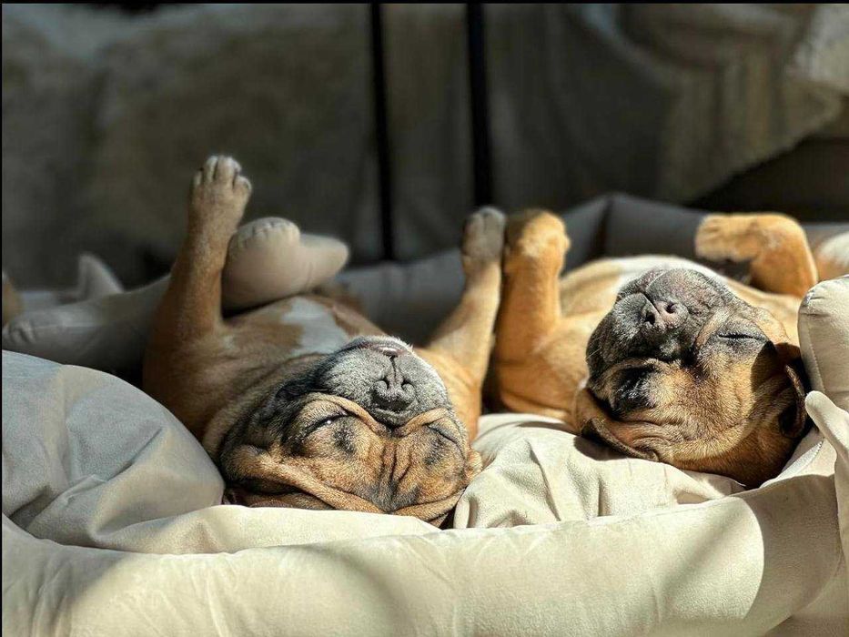 Лежанка Лежак для кота собаки Ліжко для тварин. Твій трон-обійми 24/7