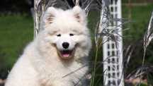 Samoyed, samojed, szczeniak, FCI, ZKwP, Krakow