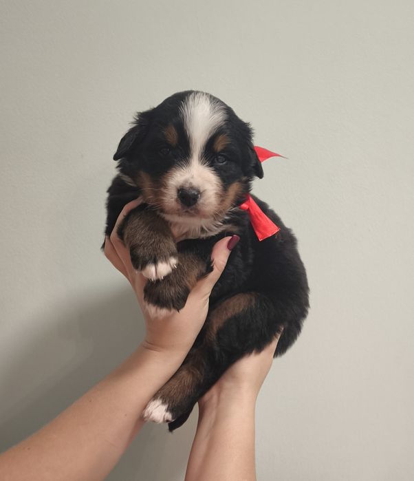 Berneński pies pasterski, chłopiec z metryka FCI / ZKwP po przepadanyc