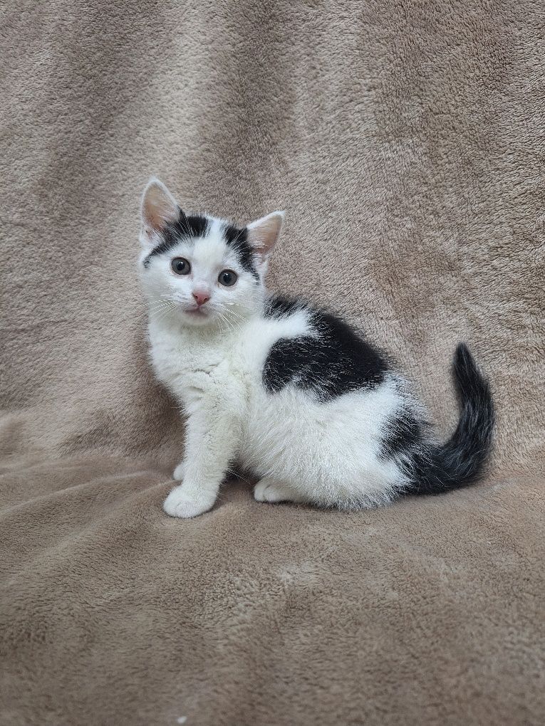 Kotka do adopcji