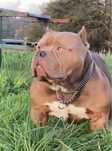 American Bully Pocket ABKC piesek