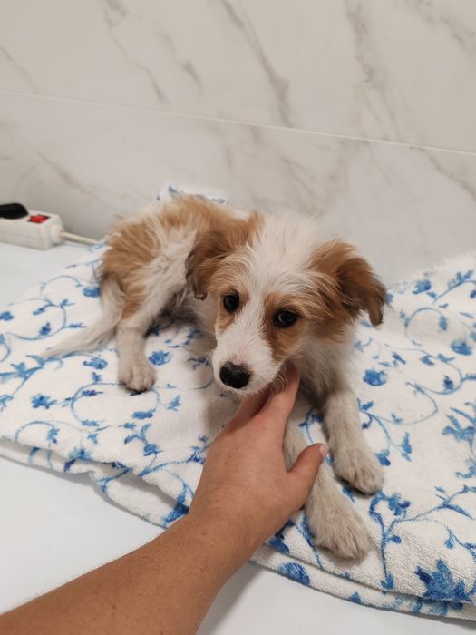 Dou cachorros porte  pequeno/médio