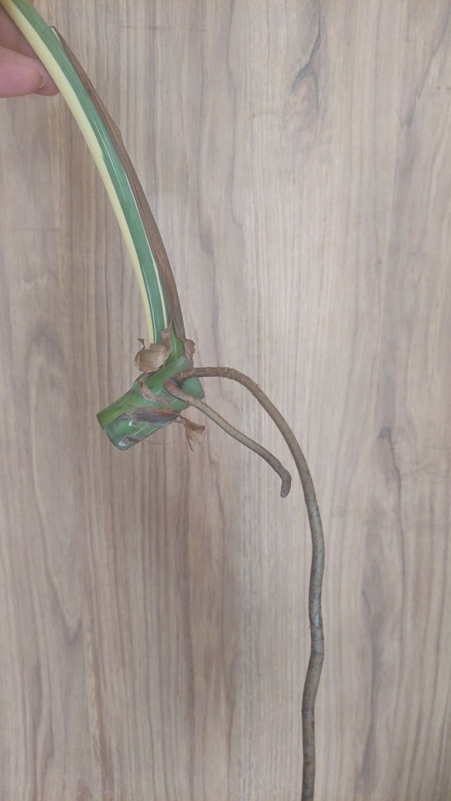 Monstera Thai #2