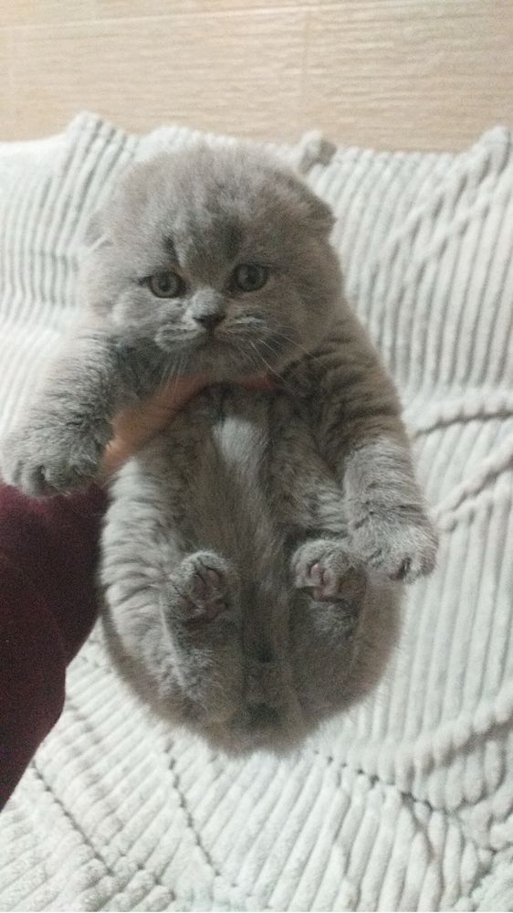 Scottish fold macho