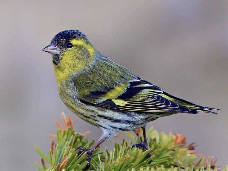 Aves da Fauna Anilhadas