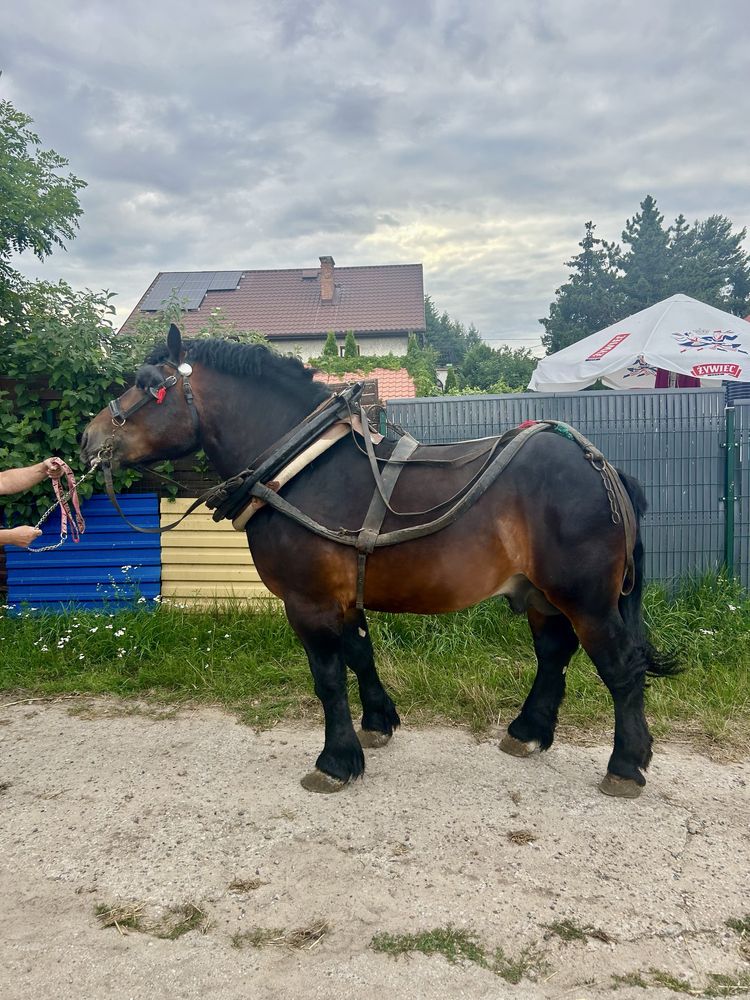 Sprzedam ogiera zimnokrwistego