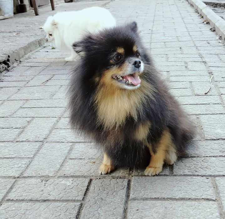 Доросла дівчинка шпіц