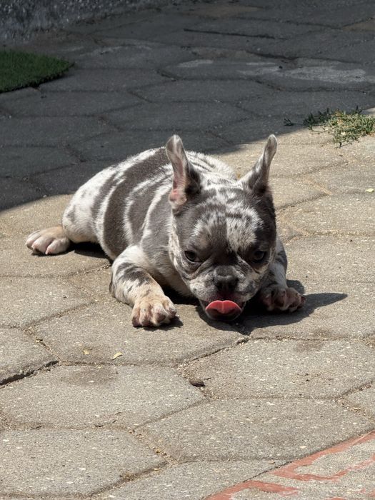 ⸻  BULDOGUE FRANCÊS – FÊMEA MERLE TIR CINZA – LINHAGEM DE CAMPEÕES
