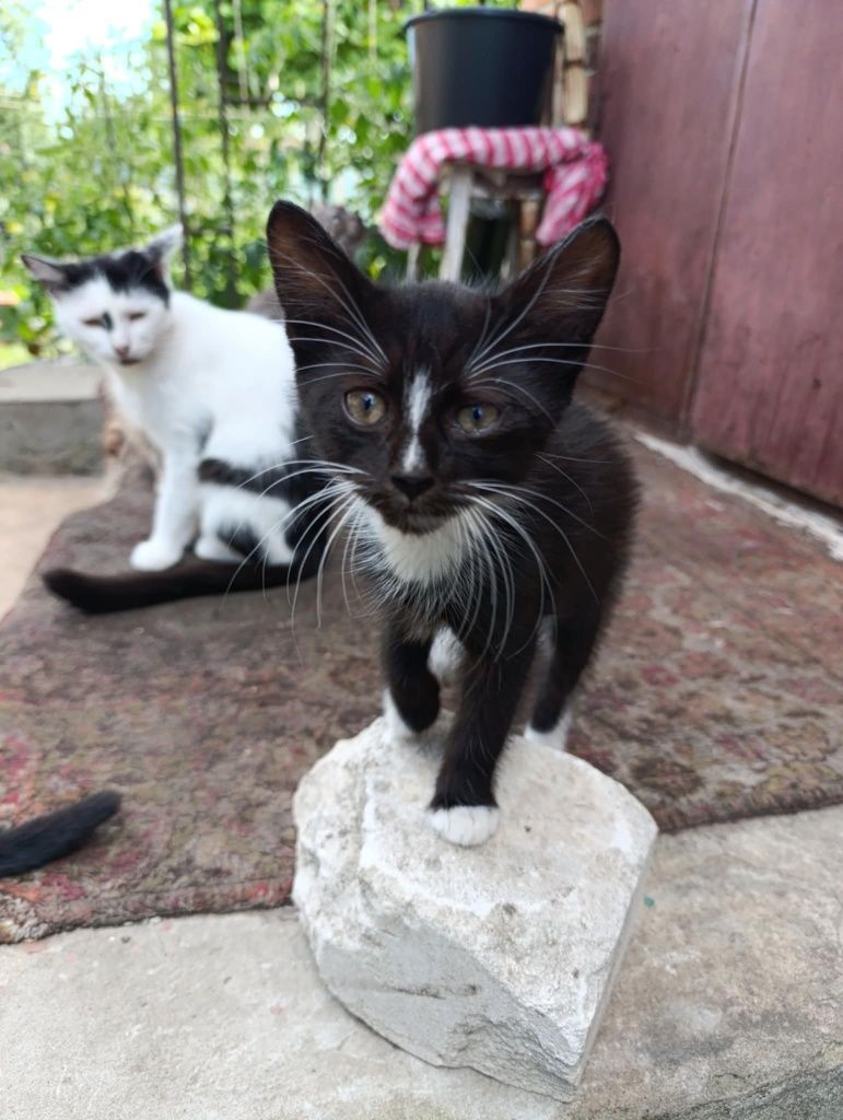 Допомагаю з пристройством котиків