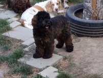 Cockapoo F1, piesek 8 miesięcy, wychowany, spokojny, Phantom Merle